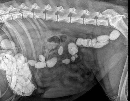 An x-ray shows the 93 pebbles eaten by labrador Barney on Sheerness Beach