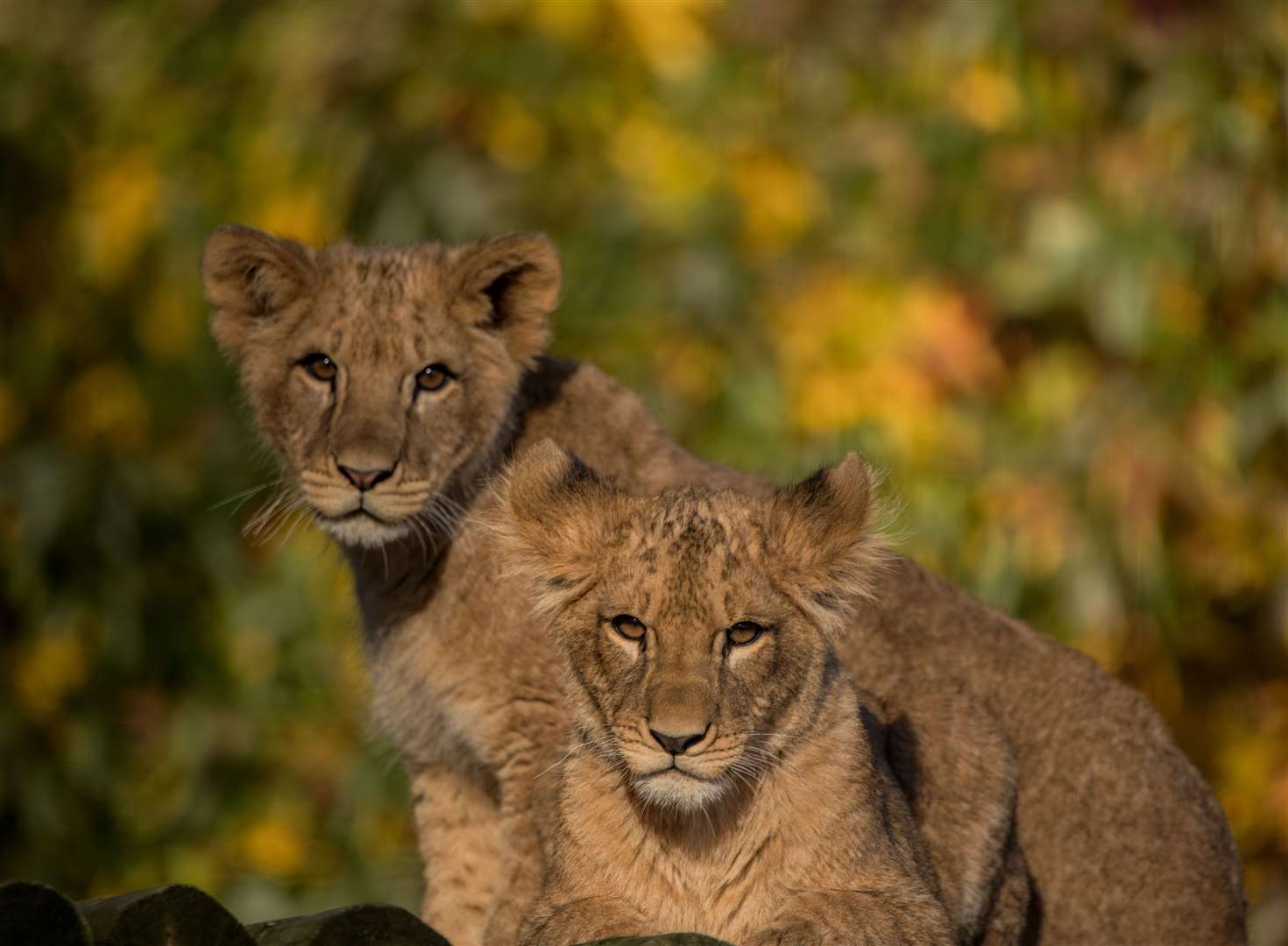 Lion cubs Zemo and Zala. Picture: @photography_by_dmc