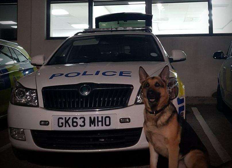 Police Dog Major helped officers make arrests following suspected burglaries (2625523)