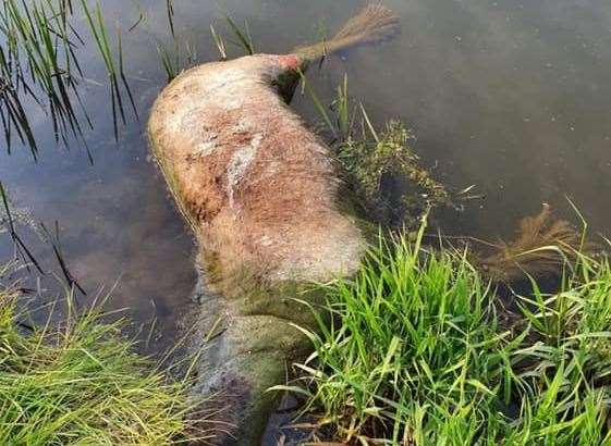 The dead pony floating on the River Rother (10825139)