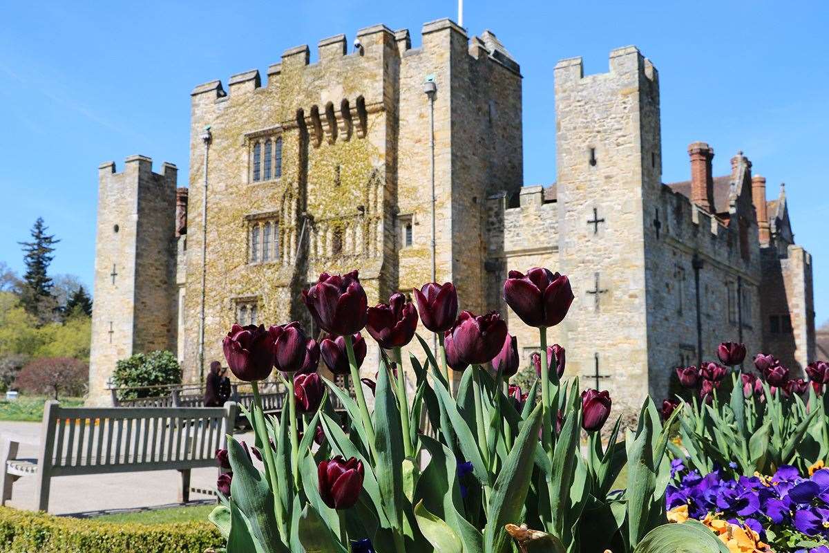 This year's Tulip Celebrations will come to life this April. Picture: Hever Castle and Gardens