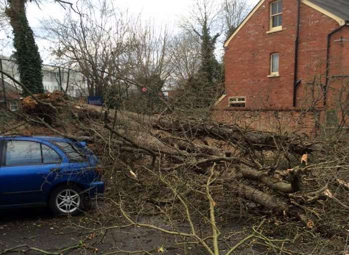A tree narrowly avoided hitting this vehicle. Picture: Vicky Hatcher