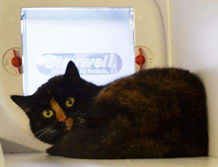 Belle is one of six cats recruited to tackle the rat problem at Maidstone Prison