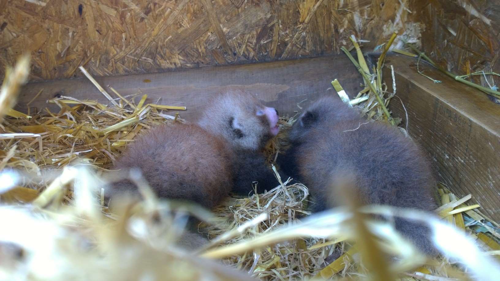 New born red panda babies