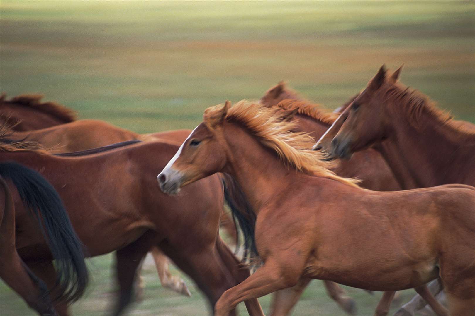 Horses. Stock image
