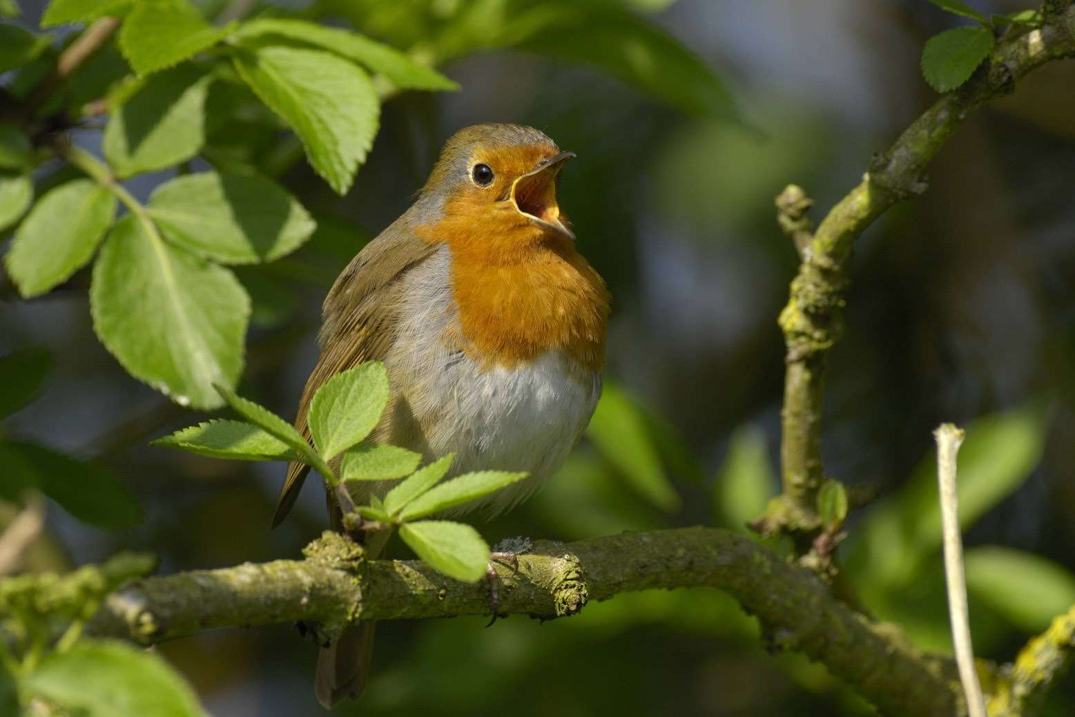 It was a robin that showed Frances Hodgson Burnett the way to the "secret garden" for her book