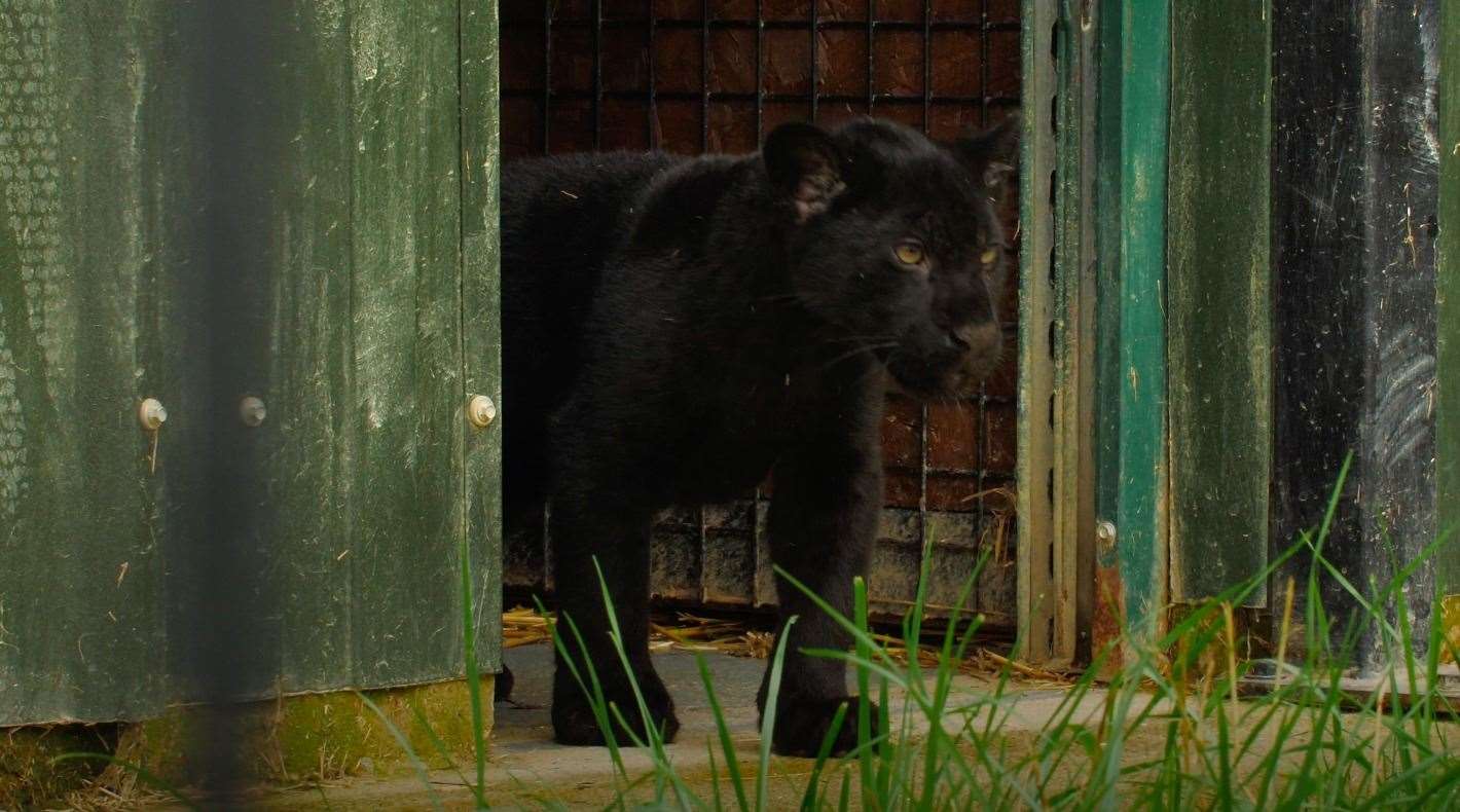 Inka the jaguar has been under the media spotlight before. Photo: Big Cat Sanctuary