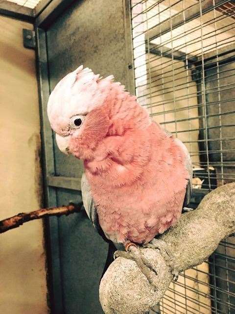 Boo the cockatoo was stolen from a van in the carpark of the Holiday Inn in Maidstone Road, Chatham