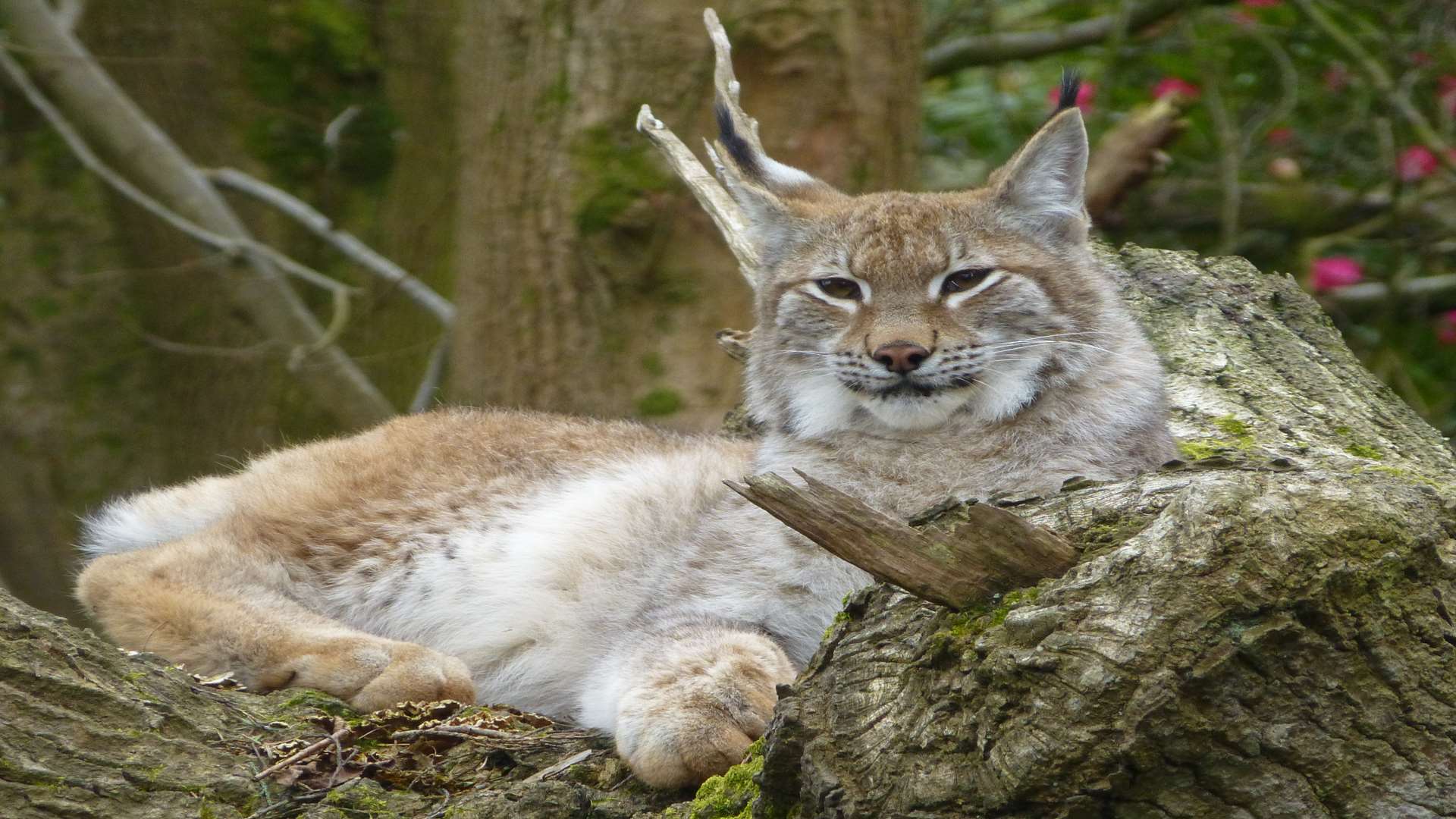 A lynx at Wildwood. Stock picture