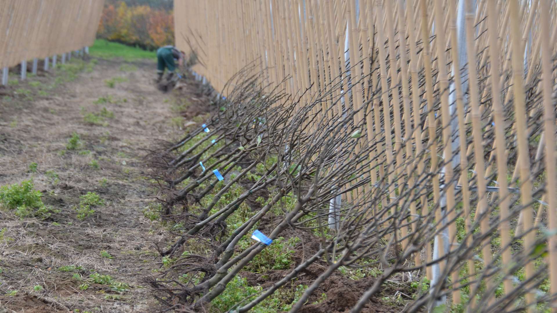 The pear orchard planted at Elmstone by AC Goatham & Son