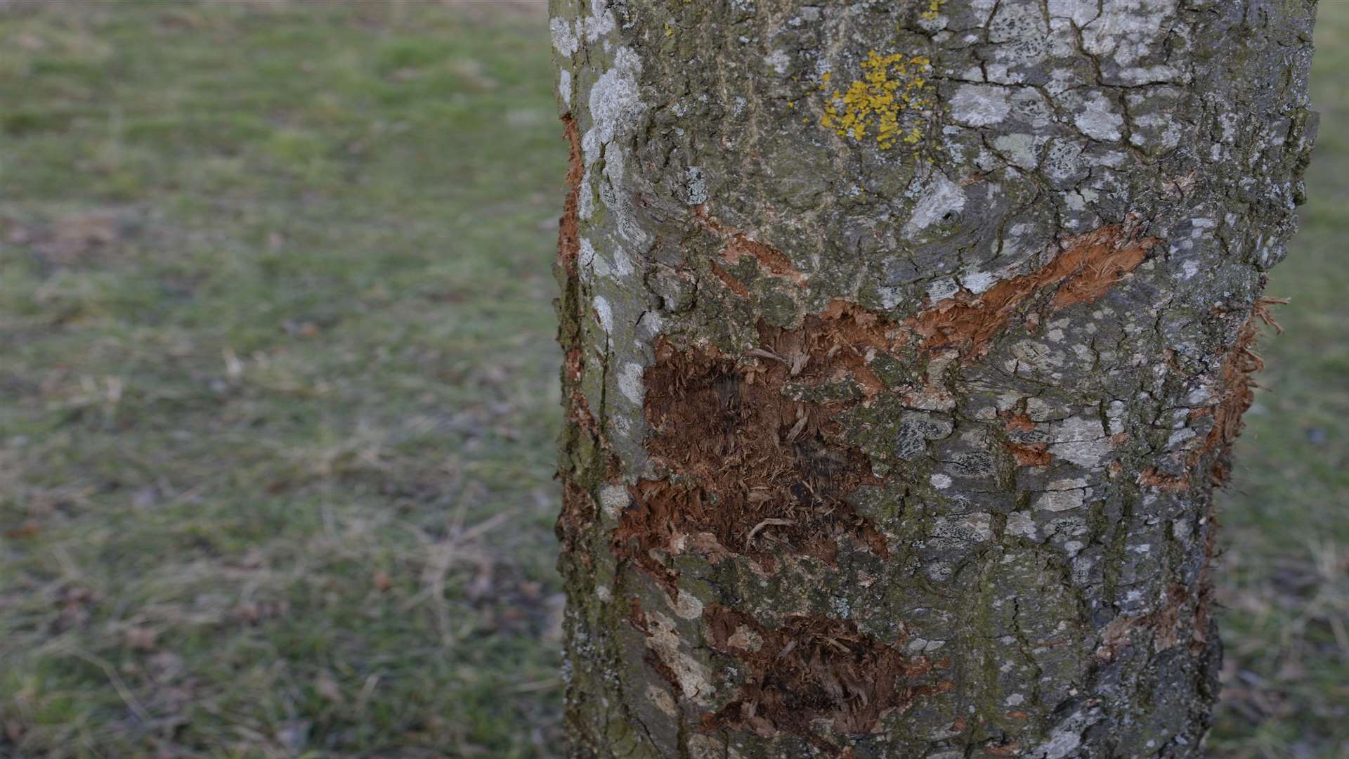 Several trees display bite marks. Picture: Chris Davey
