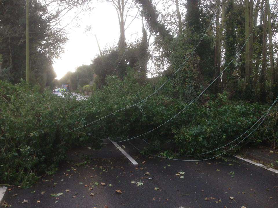 Fallen tree at Ringwould
