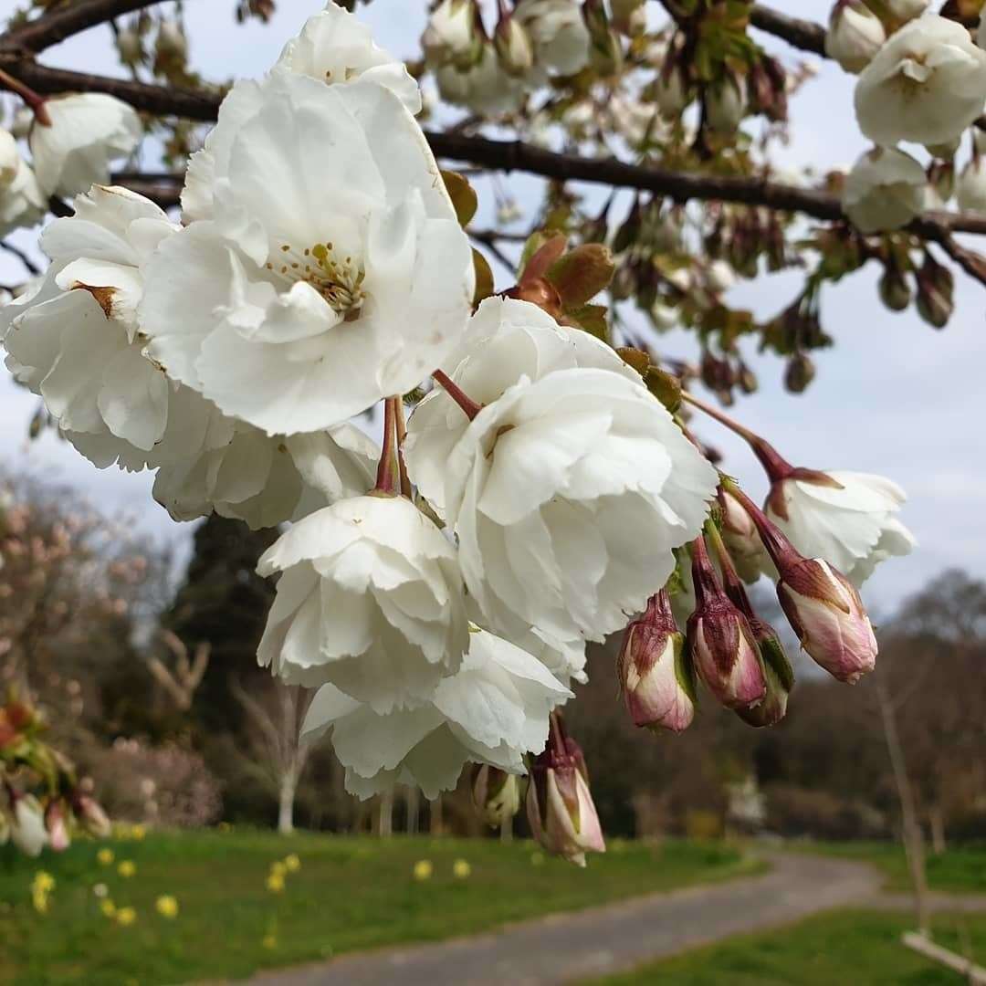 The great white cherry blossom at Hole Park Gardens, Rolvenden