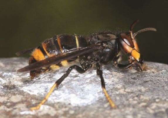 An Asian hornet has been spotted in a potting shed in Ash. Picture: John Feltwell