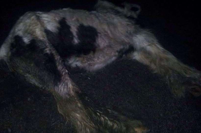 Dead horse was spotted by animal lover Amy Daniels