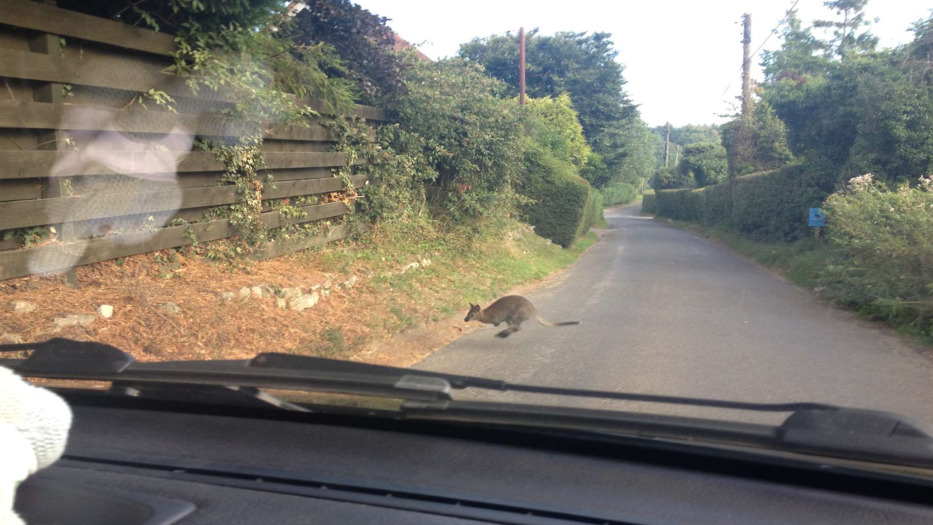 Dan Rogers spotted this wallaby in deepest, darkest... Bearsted!