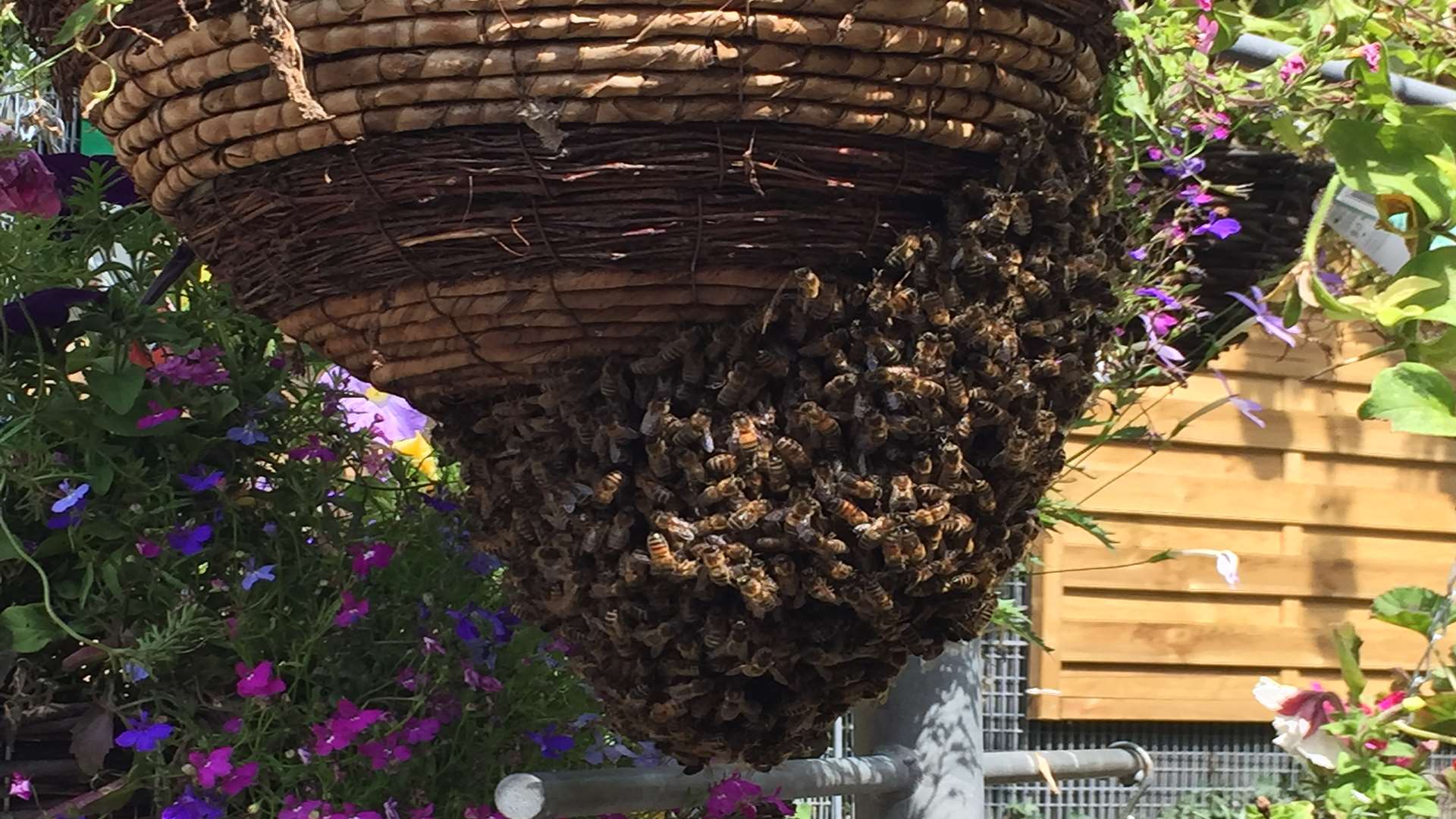 Bees took refuge under a hanging basket. Pic: Nik Fowden