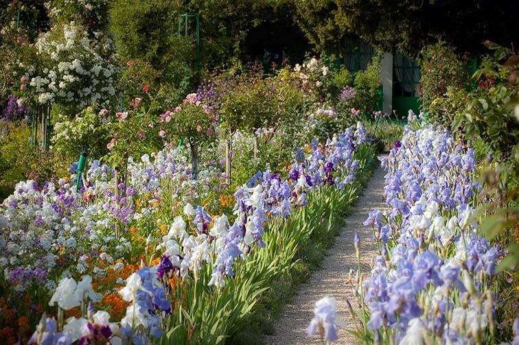 The Cayeux nurseries were originally in the village of Bouttenchocourt, in Picardy, not far from Giverny, pictured