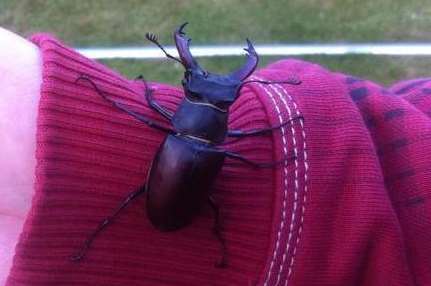 One of the stag beetles found at St Martin's Priory