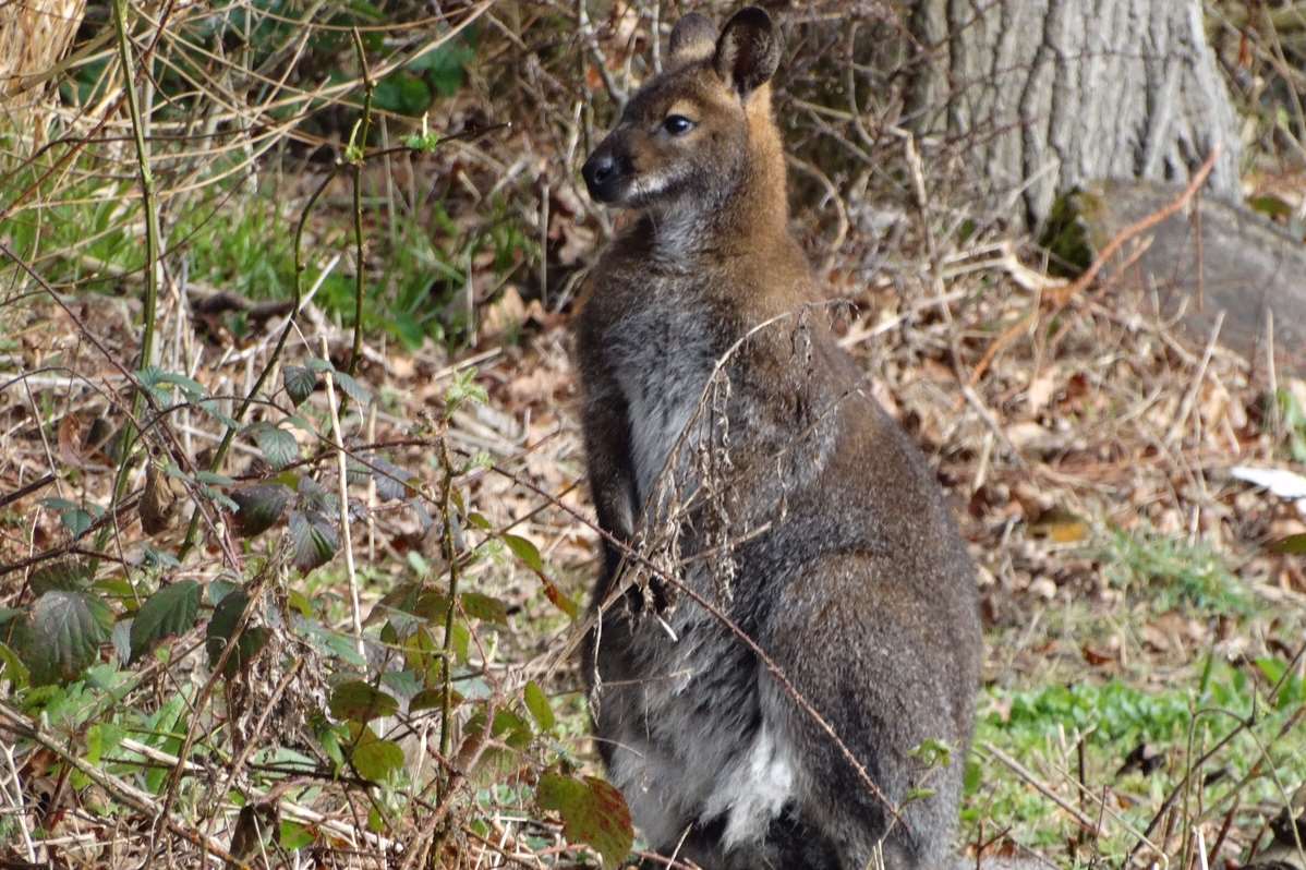 Lucy Austin spotted the wallaby behind her house in Bethersden