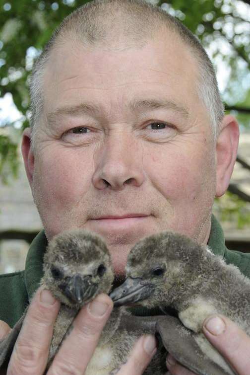 Wingham Wildlife Park owner Tony Binskin with new penguin chicks