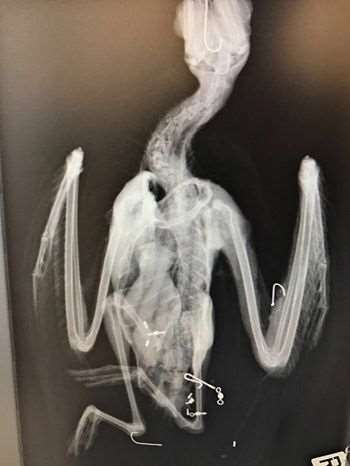 X-ray of the seagull. Pic: RSPCA