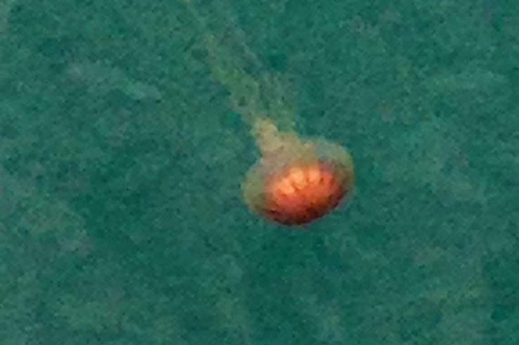 A compass jellyfish in Dover Harbour, pictured by Denise Sparks.