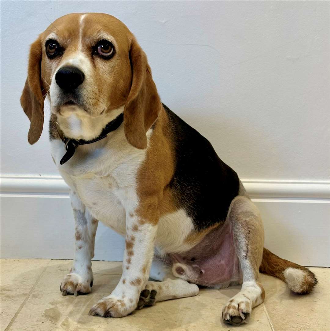 Flash the Beagle received vet surgery in France for less the half the price as it would have been in the UK. Picture: SWNS