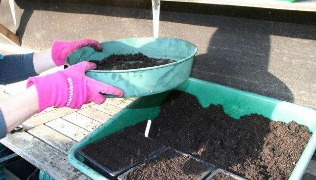 Sowing seeds under cover