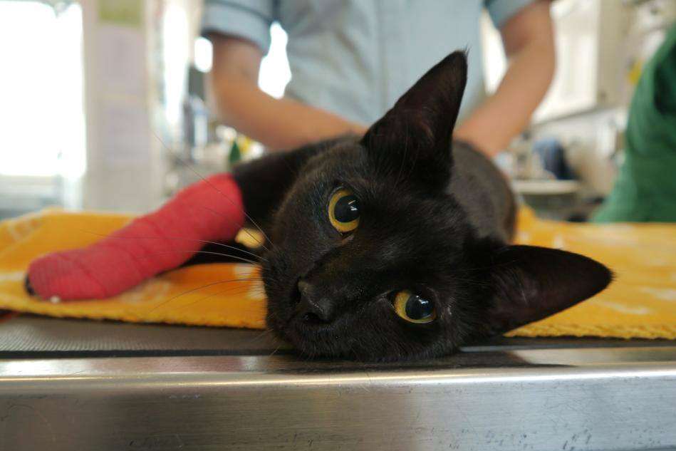 Dunlop the cat is recovering after being maimed by a pellet