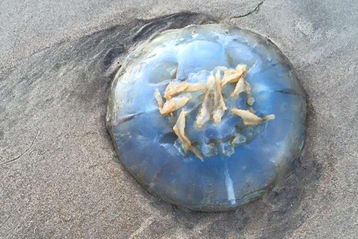 One of the jellyfish which washed up in Dymchurch. Pic by Kirsty Carswell