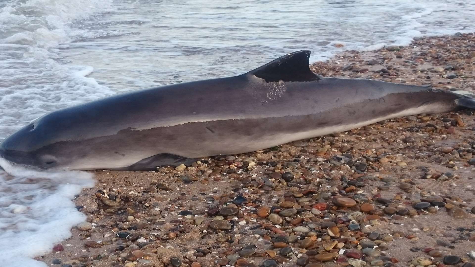 A porpoise washed up on Minster beach this afternoon