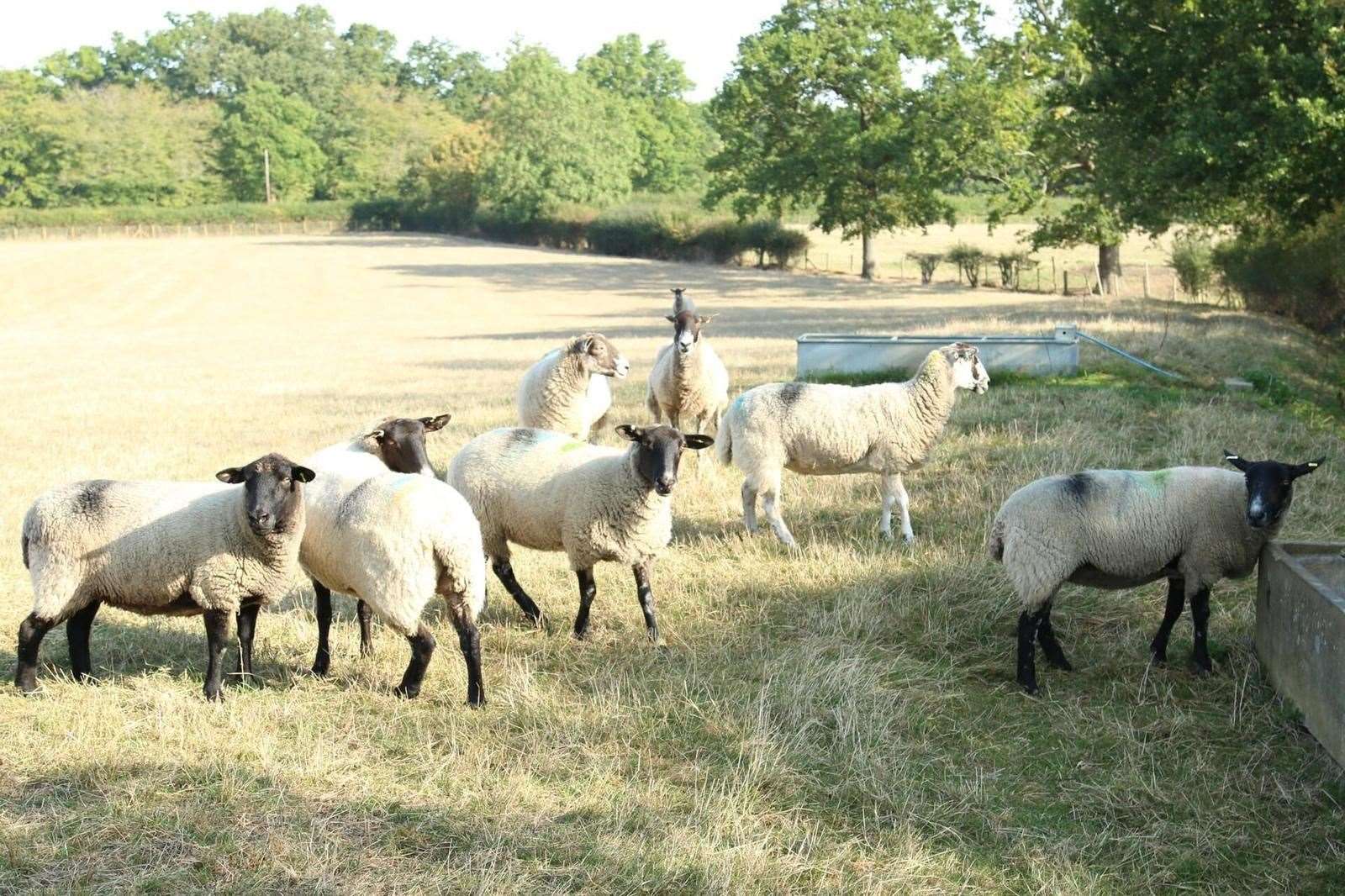 Sheep are a big part of life at Princess Christian Farm