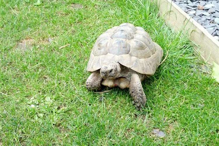 The search is still on for Sonic the tortoise