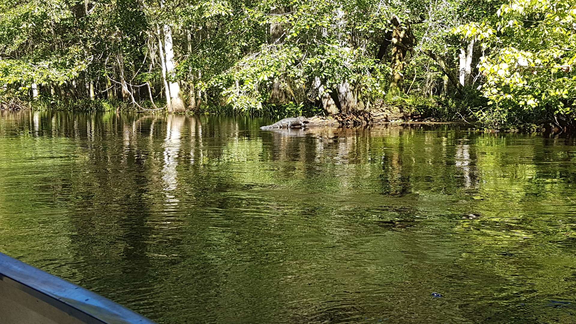 An alligator on the Hillsborough River
