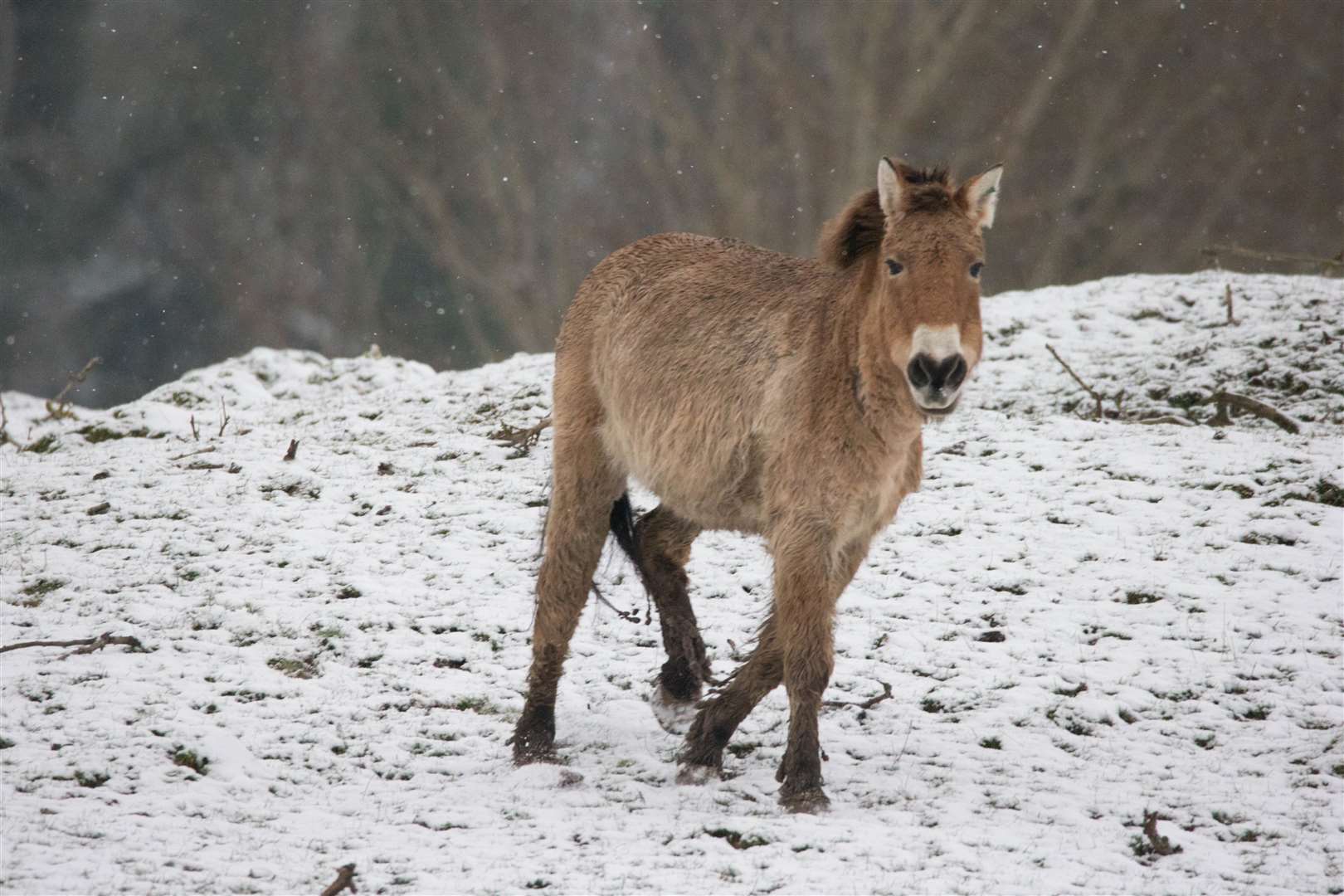 Port Lympne shared these photos of their animals in the snow. Picture: Port Lympne/David Rolfee