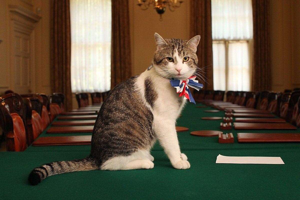 Chief Mouser Larry the Cat. Picture: The government