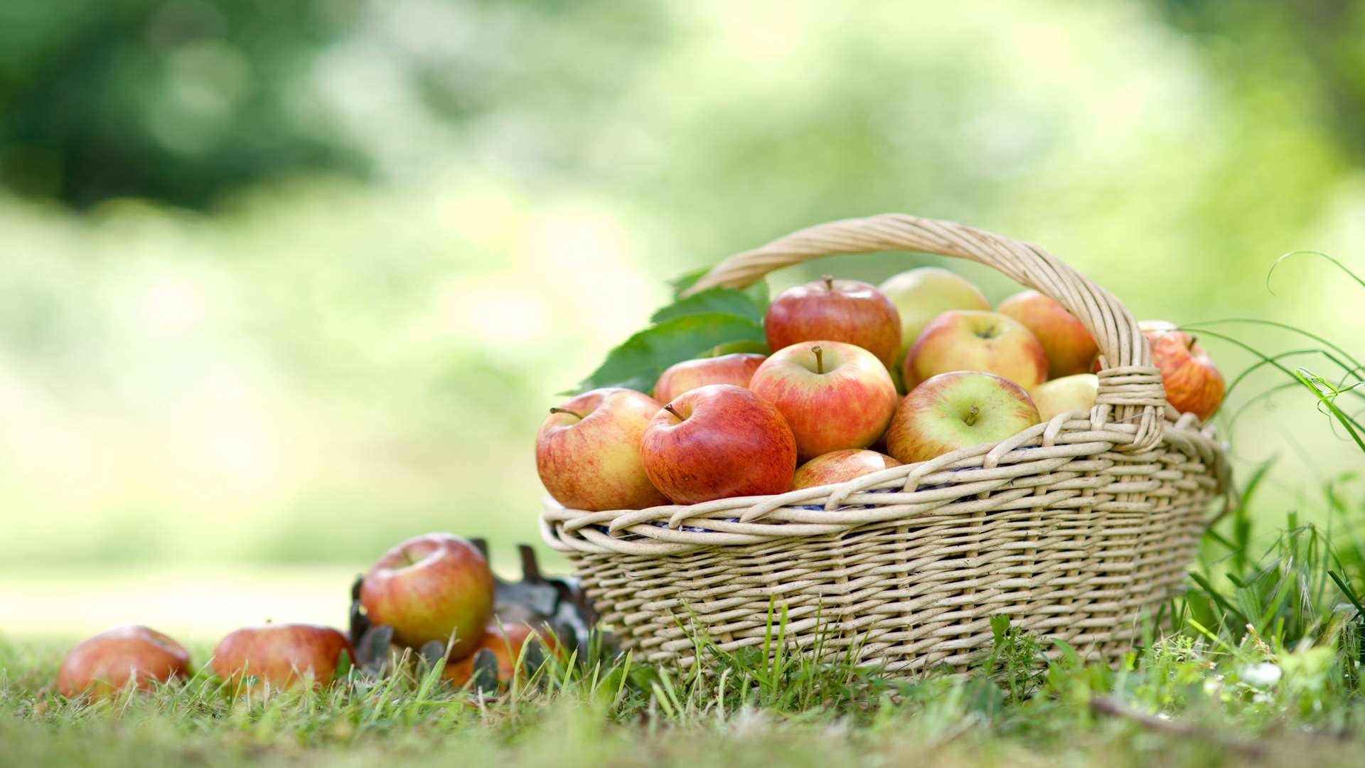 Apples from Brogdale's orchards in Faversham