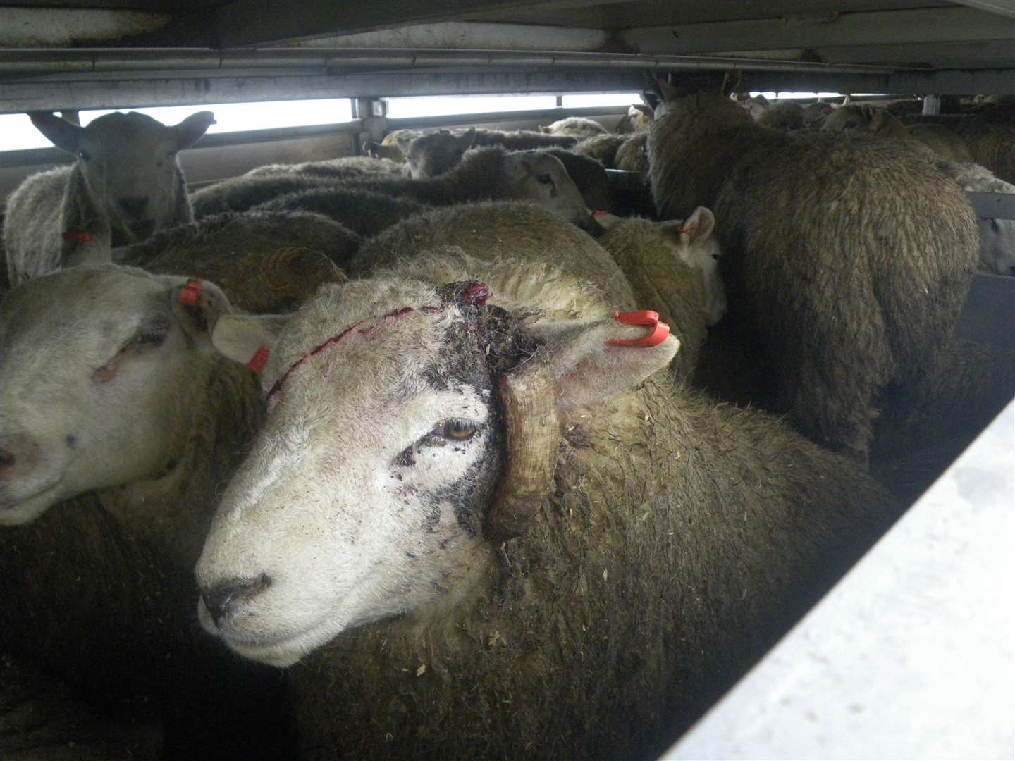 Sheep ready for export via the Port of Ramsgate