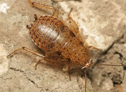 Cockroaches like this were found. Stock image