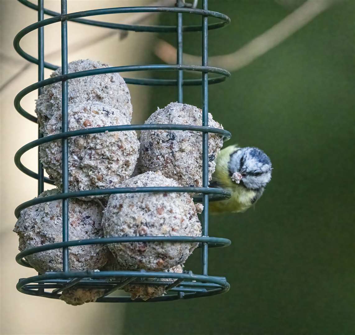 Bird feeders can spread disease if not cleaned properly. Image: iStock.