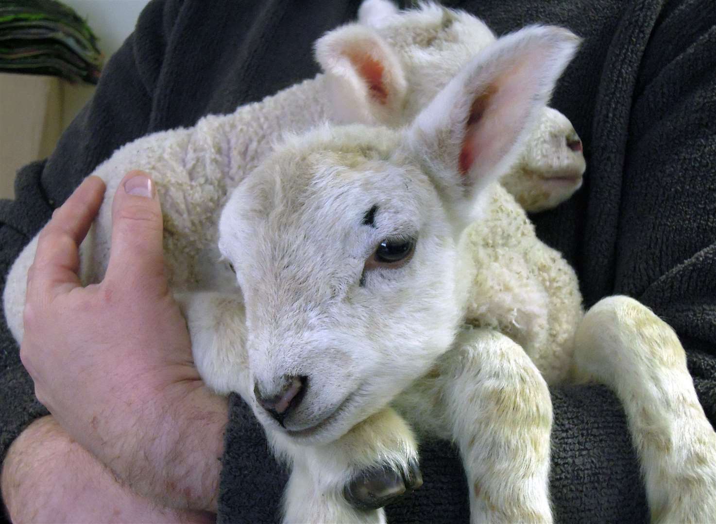 You can see little lambs at Brogdale this Easter weekend