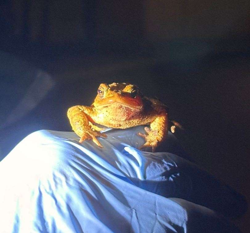 Without these patrols, many toads will die a slow and unpleasant death