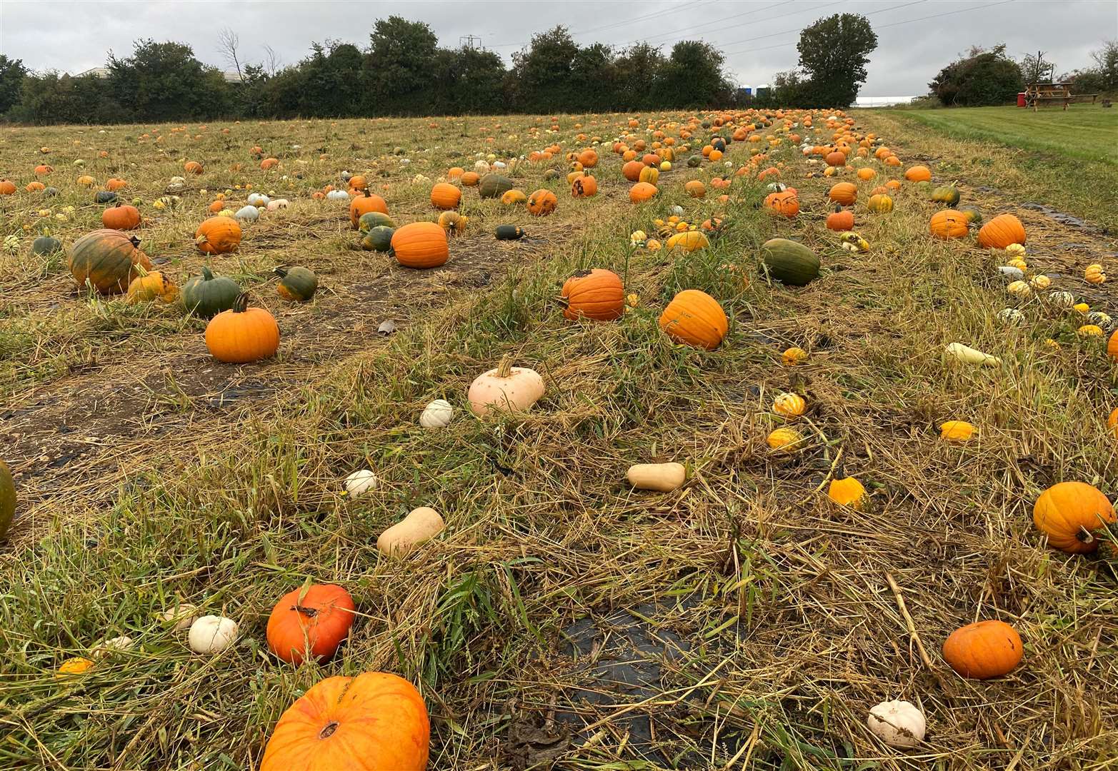 Picking your own pumpkin has become a very popular activity to do at Halloween