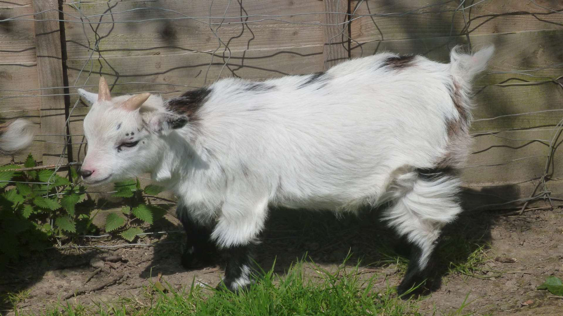 The pygmy goats stand 14 inches tall. Pic by Hilary Breakell