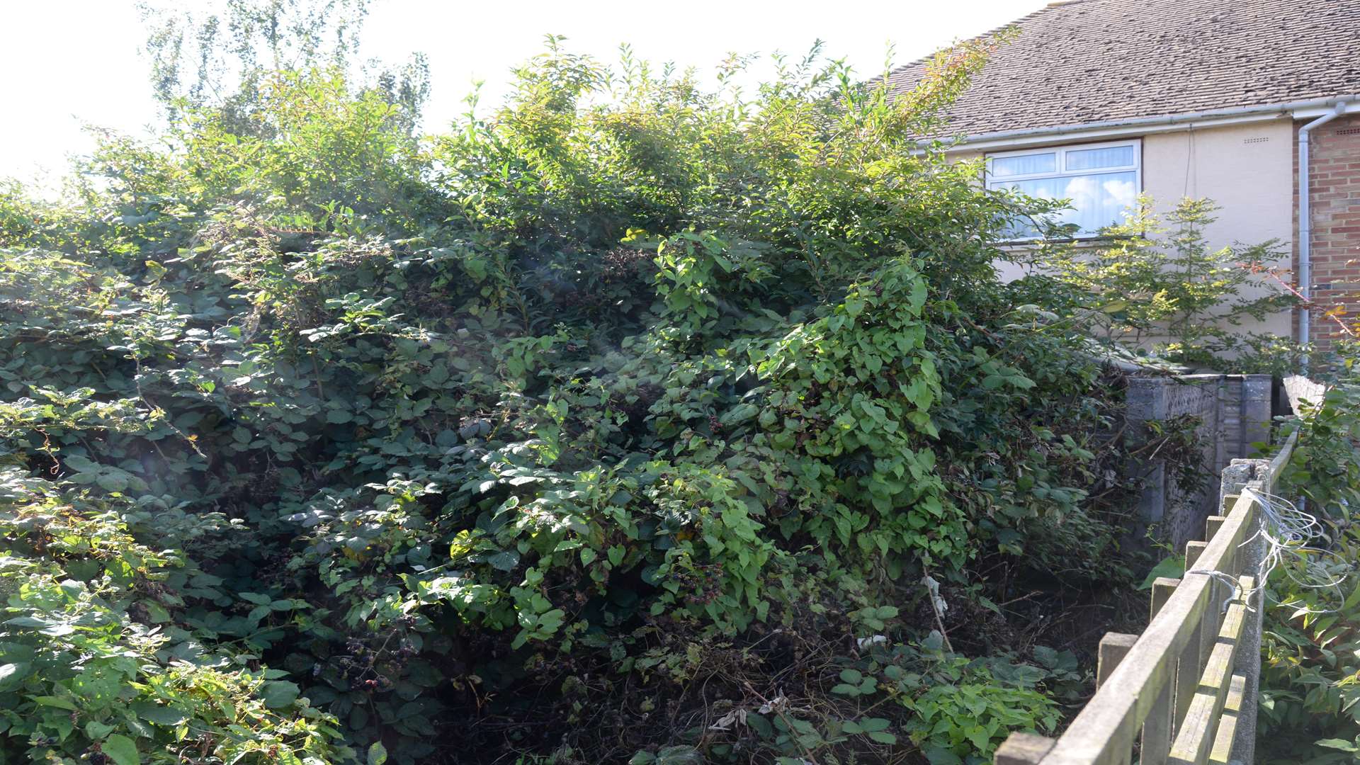 The plants reach almost the height of the house