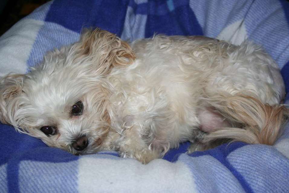 Tiny shih tzu/bichon frise dog Patsy was attacked in a Ramsgate park