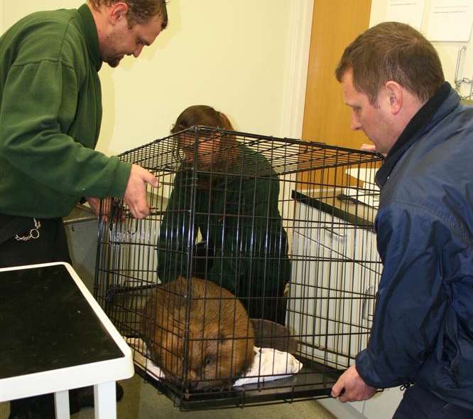Helpers at the Wildwood Trust prepare to transfer the beaver to a travelling container