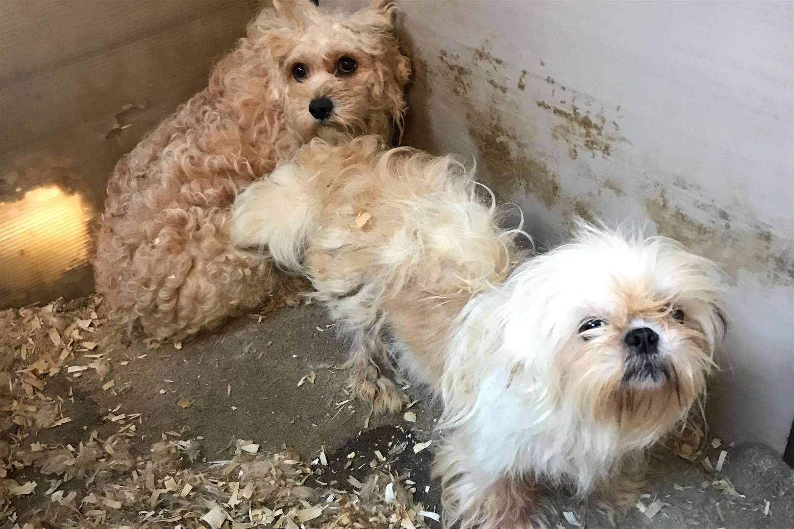 Thirty dogs were found in poor conditions at two addresses in Meopham. Picture: RSPCA