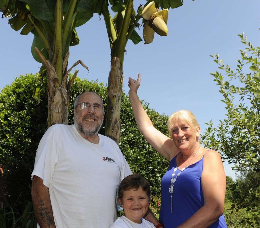 Les and Maureen Milton with the bananas that have fruited for the first time in 11 years - with grandson Billy Goldsmith